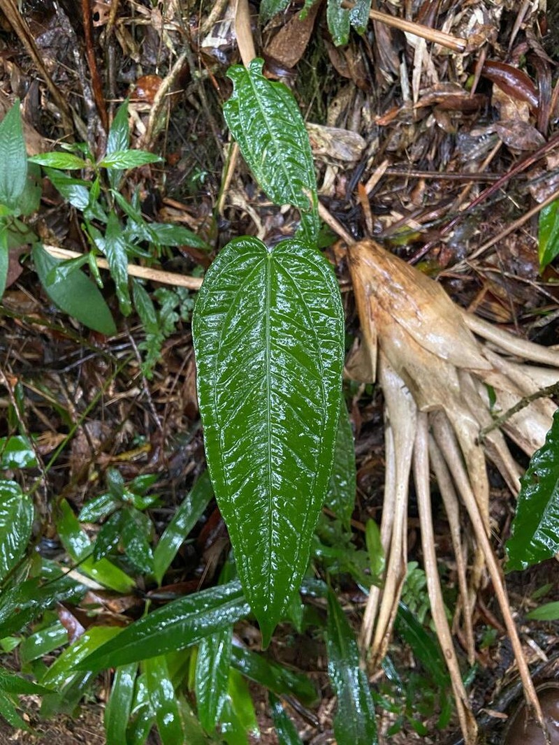 Anthurium bocainense