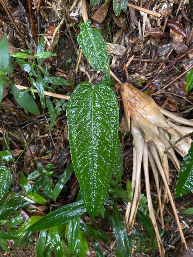 Anthurium bocainense photo 4