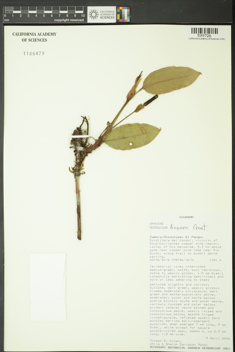 Anthurium bogneri