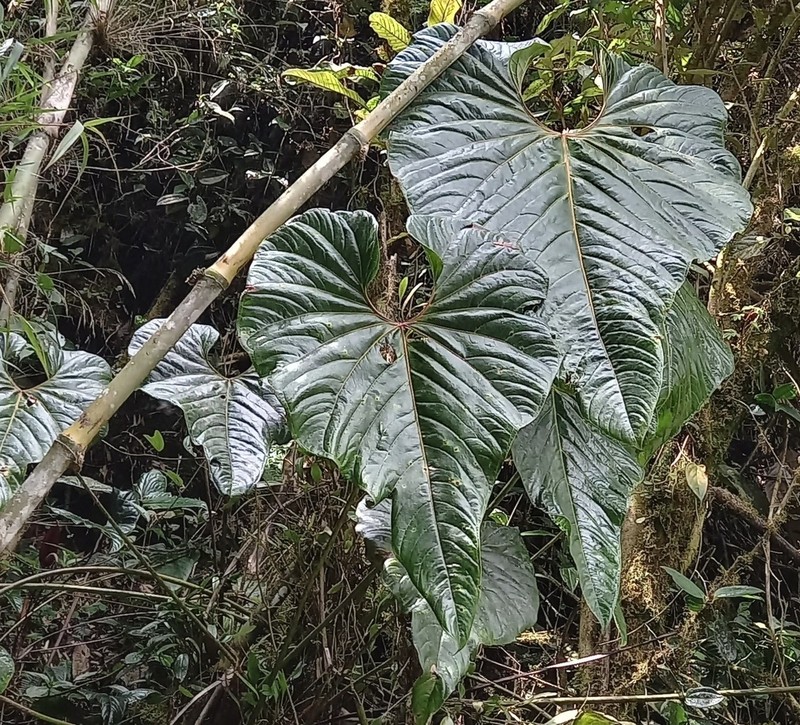 Anthurium bogotense