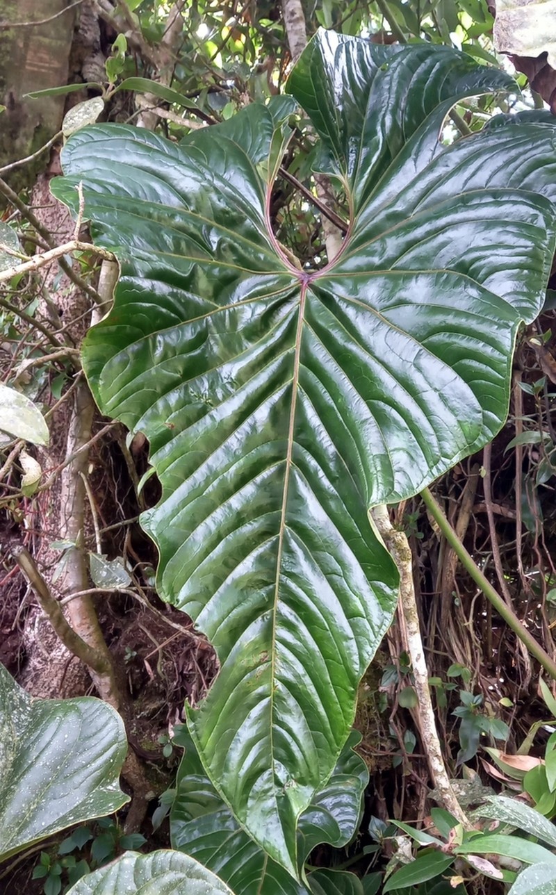 Anthurium bogotense photo 2