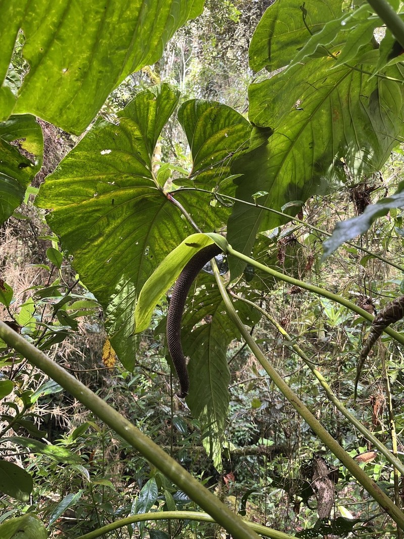 Anthurium bogotense photo 3