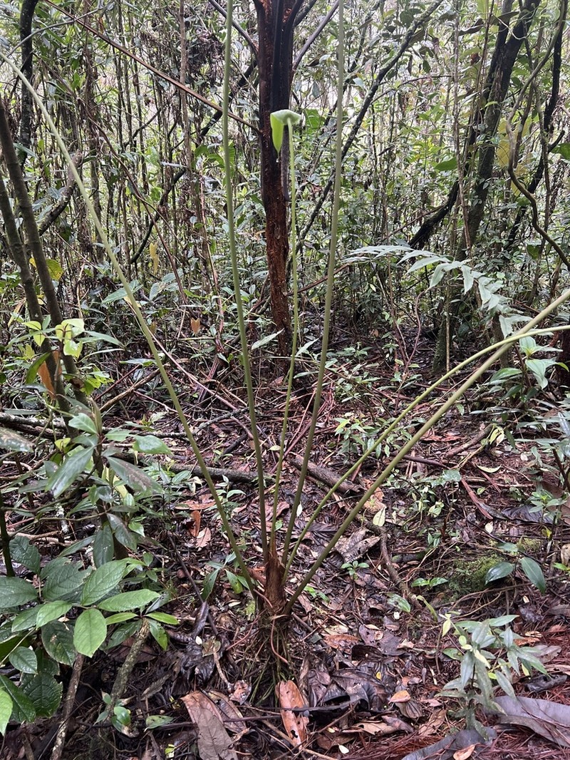 Anthurium bogotense photo 4
