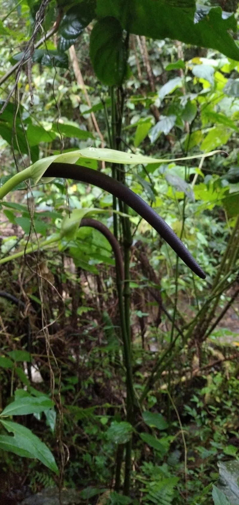 Anthurium bogotense photo 5