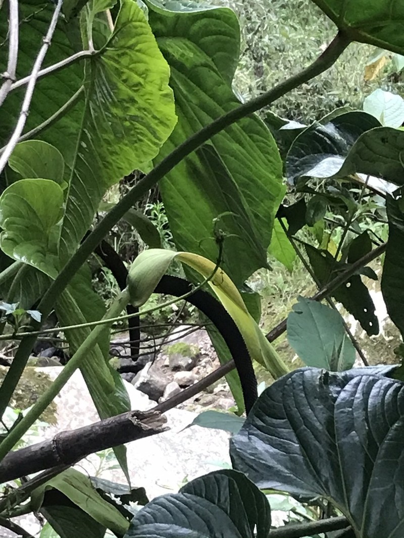 Anthurium bogotense photo 6