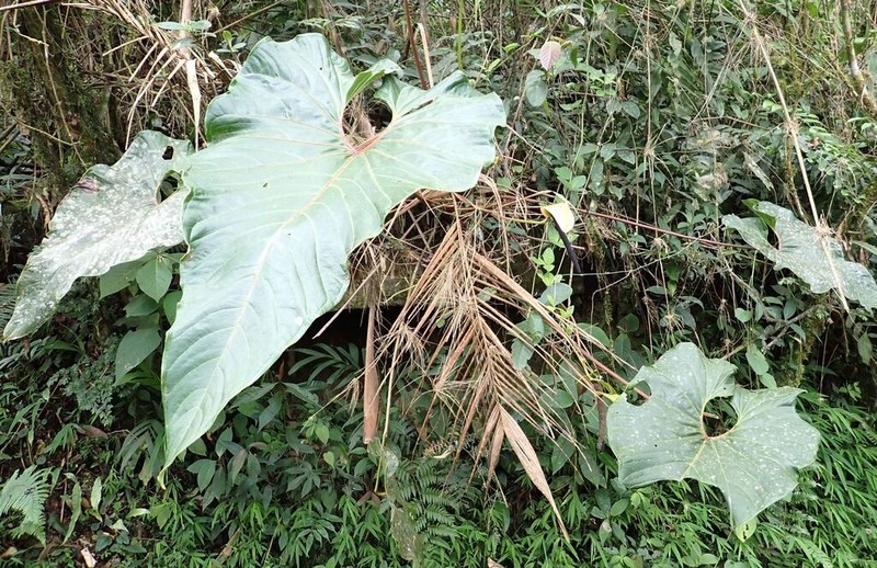 Anthurium bogotense photo 7