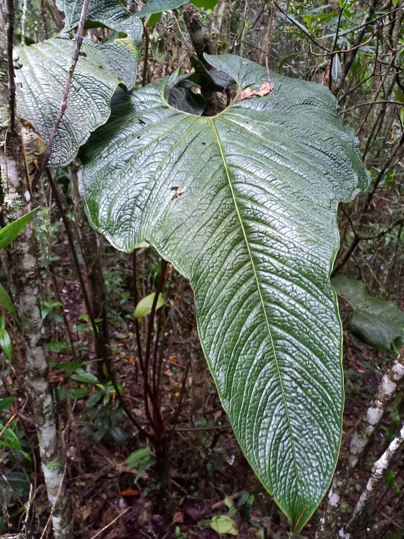 Anthurium bogotense photo 8
