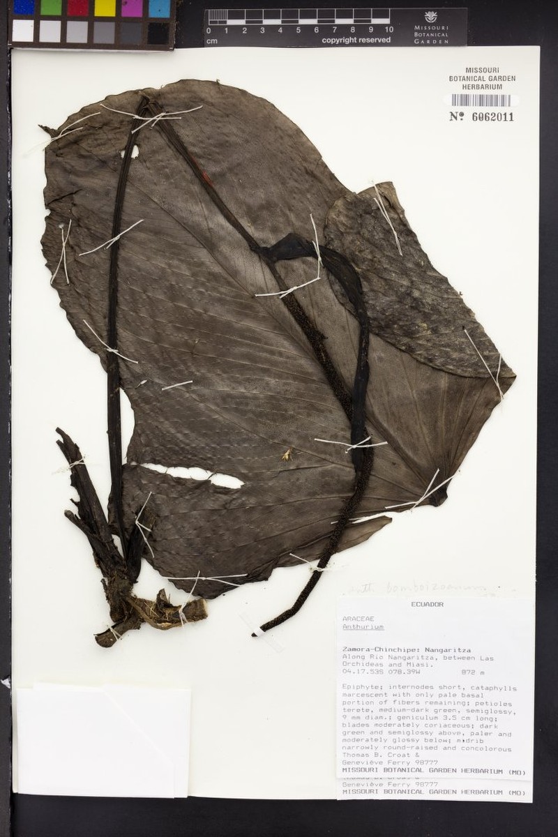Anthurium bomboizense