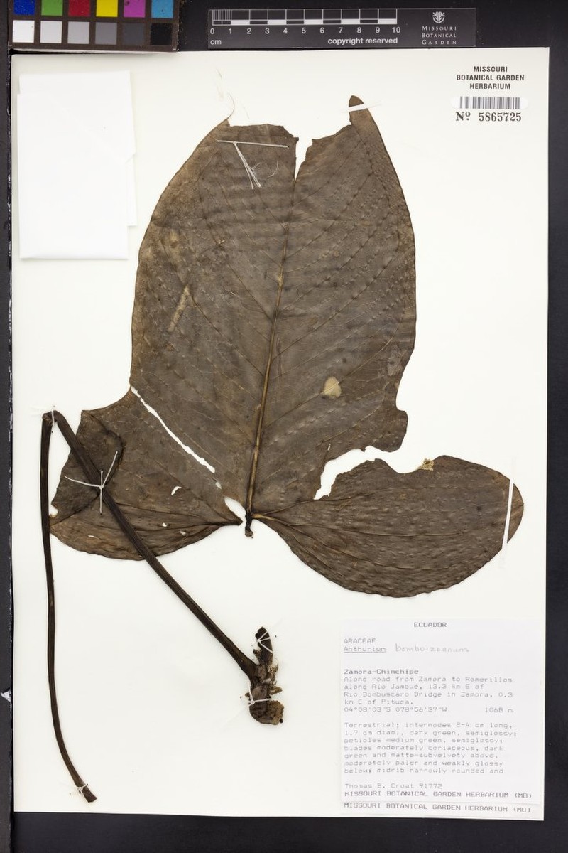 Anthurium bomboizense photo 4