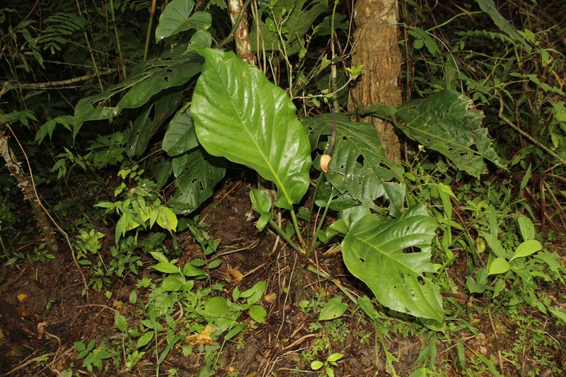 Anthurium bonplandii