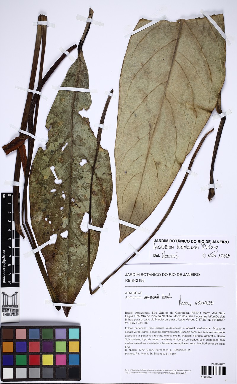 Anthurium bonplandii photo 2