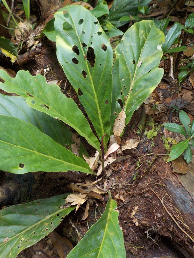 Anthurium bonplandii photo 3