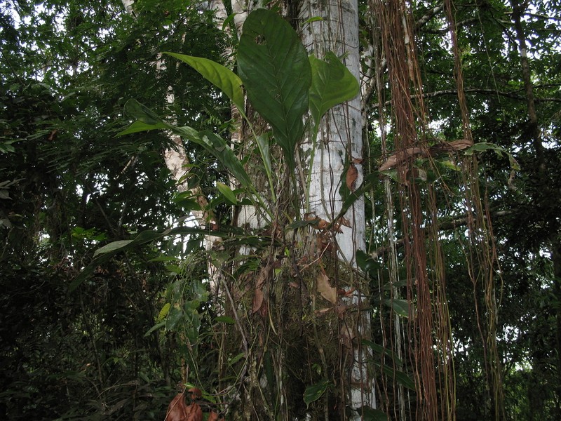 Anthurium bonplandii photo 4