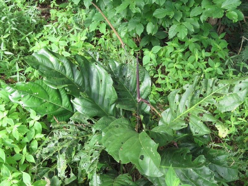 Anthurium bonplandii photo 5