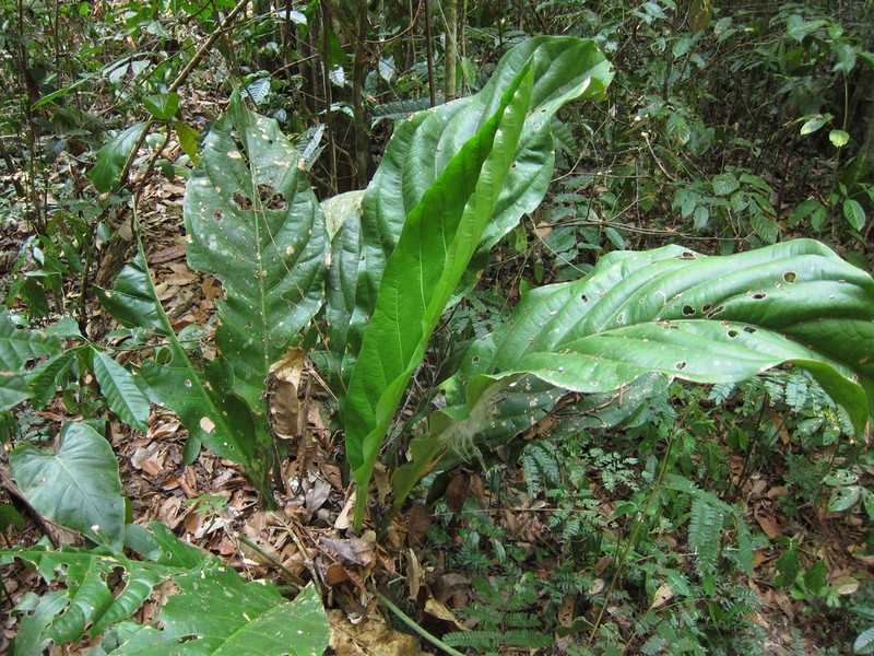 Anthurium bonplandii photo 6