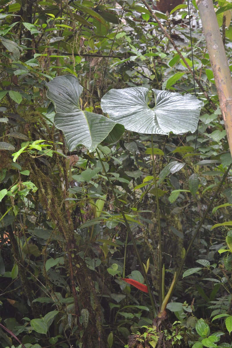 Anthurium boosianum photo 2