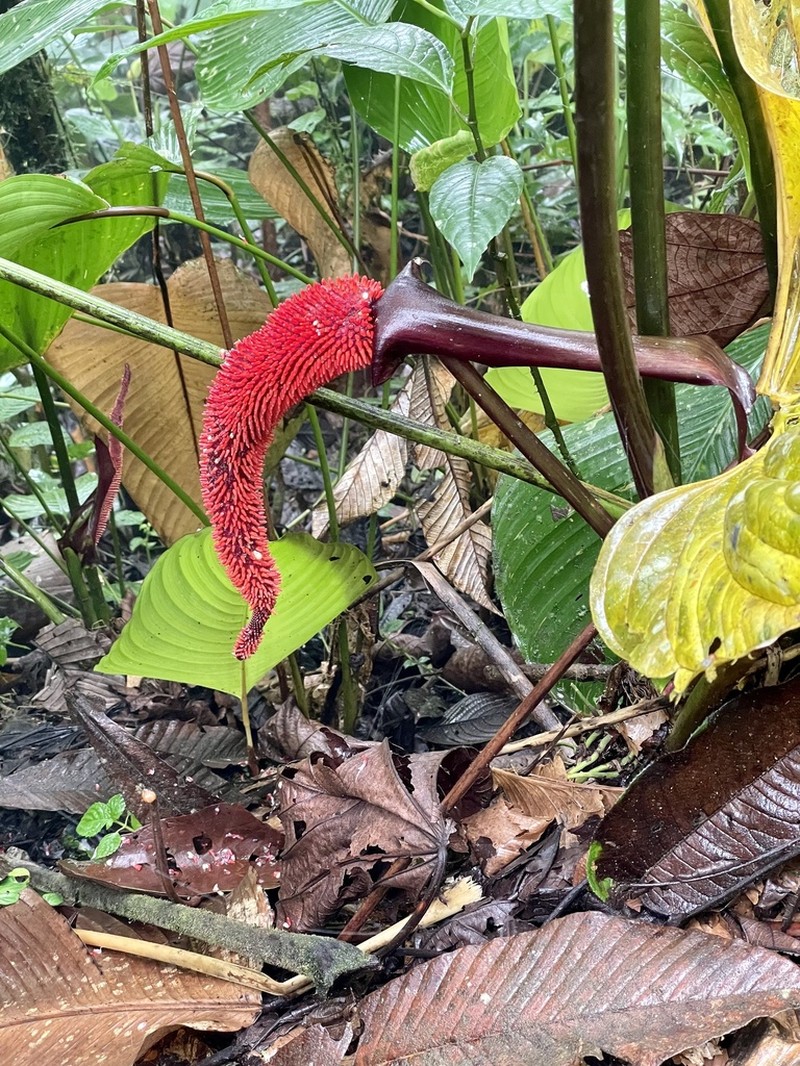 Anthurium boosianum photo 3