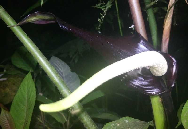 Anthurium boosianum photo 5
