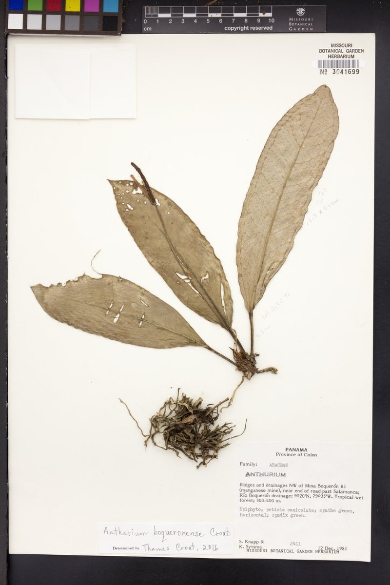 Anthurium boqueronense