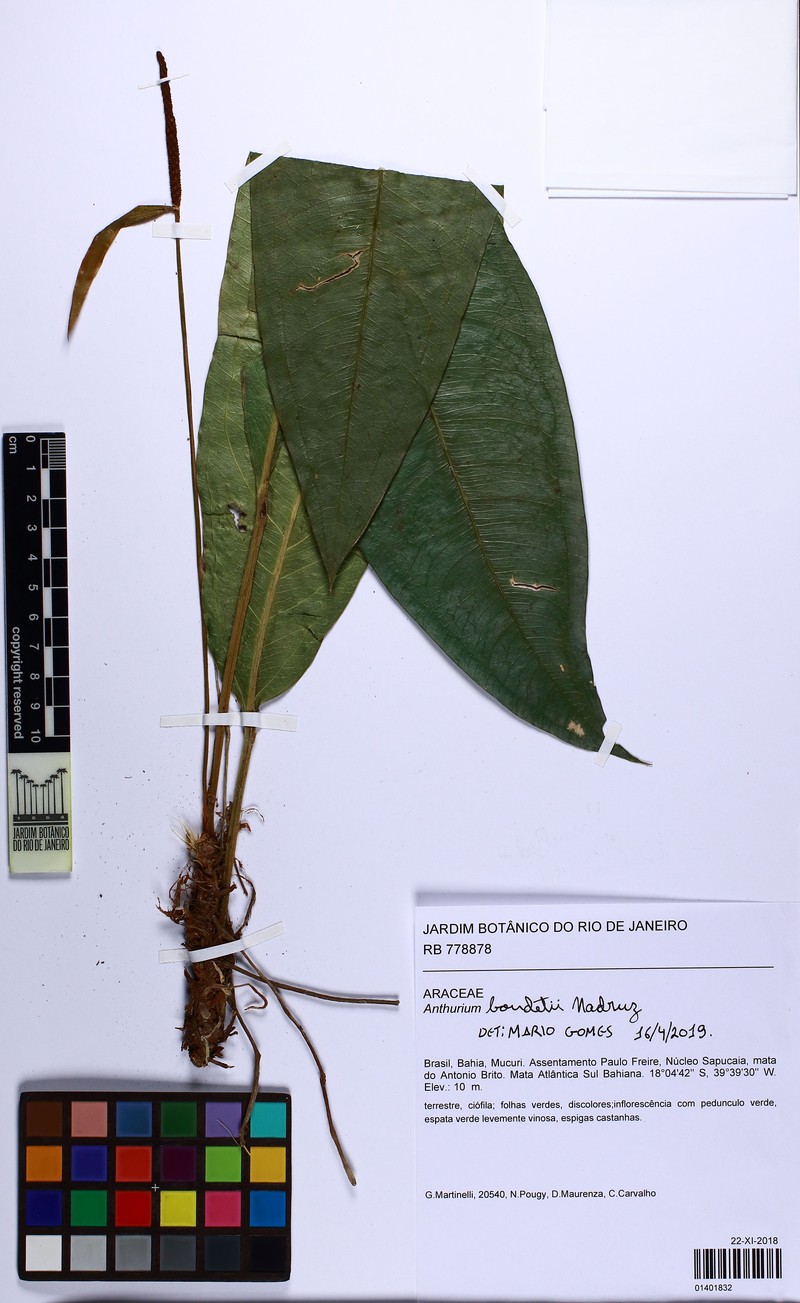 Anthurium boudetii