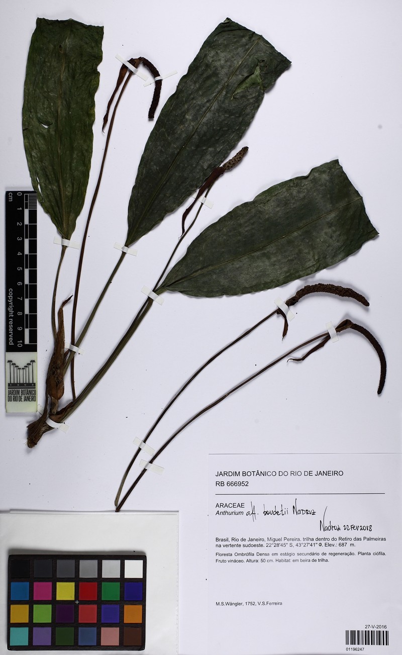 Anthurium boudetii photo 2