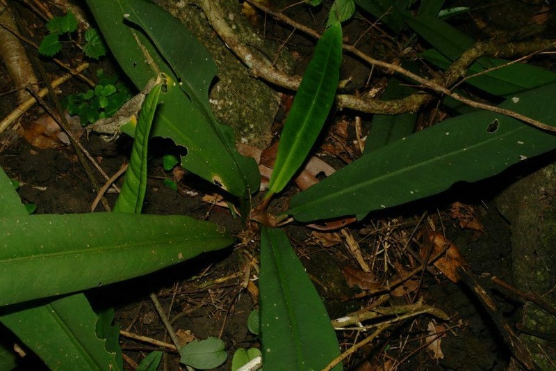 Anthurium brachypodum