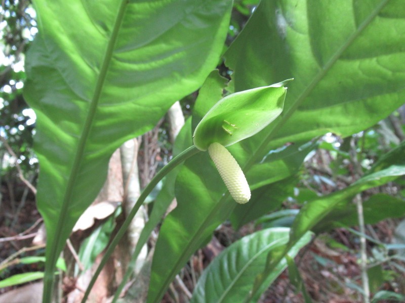 Anthurium bradeanum