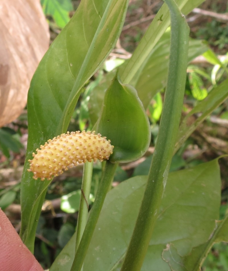 Anthurium bradeanum photo 2