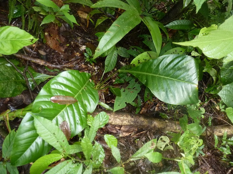 Anthurium bradeanum photo 3