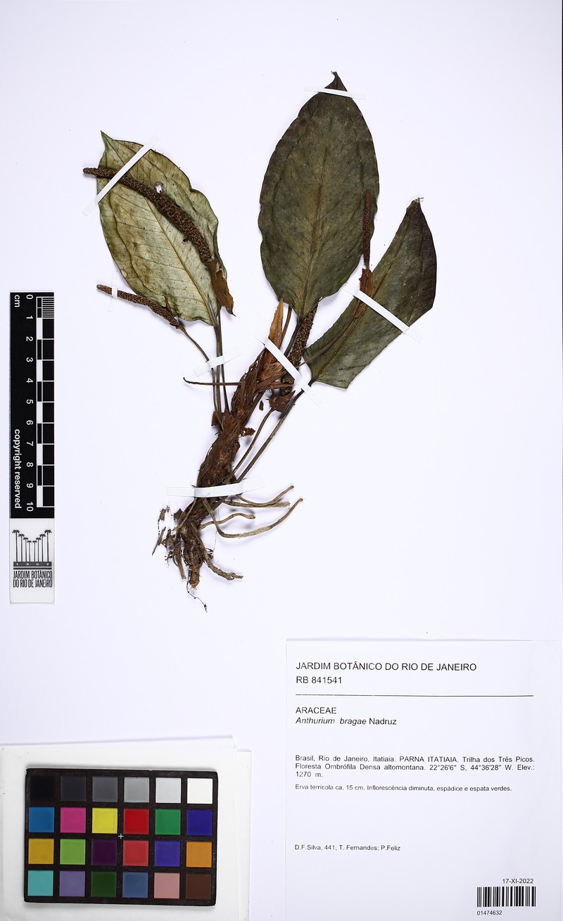 Anthurium bragae photo 2