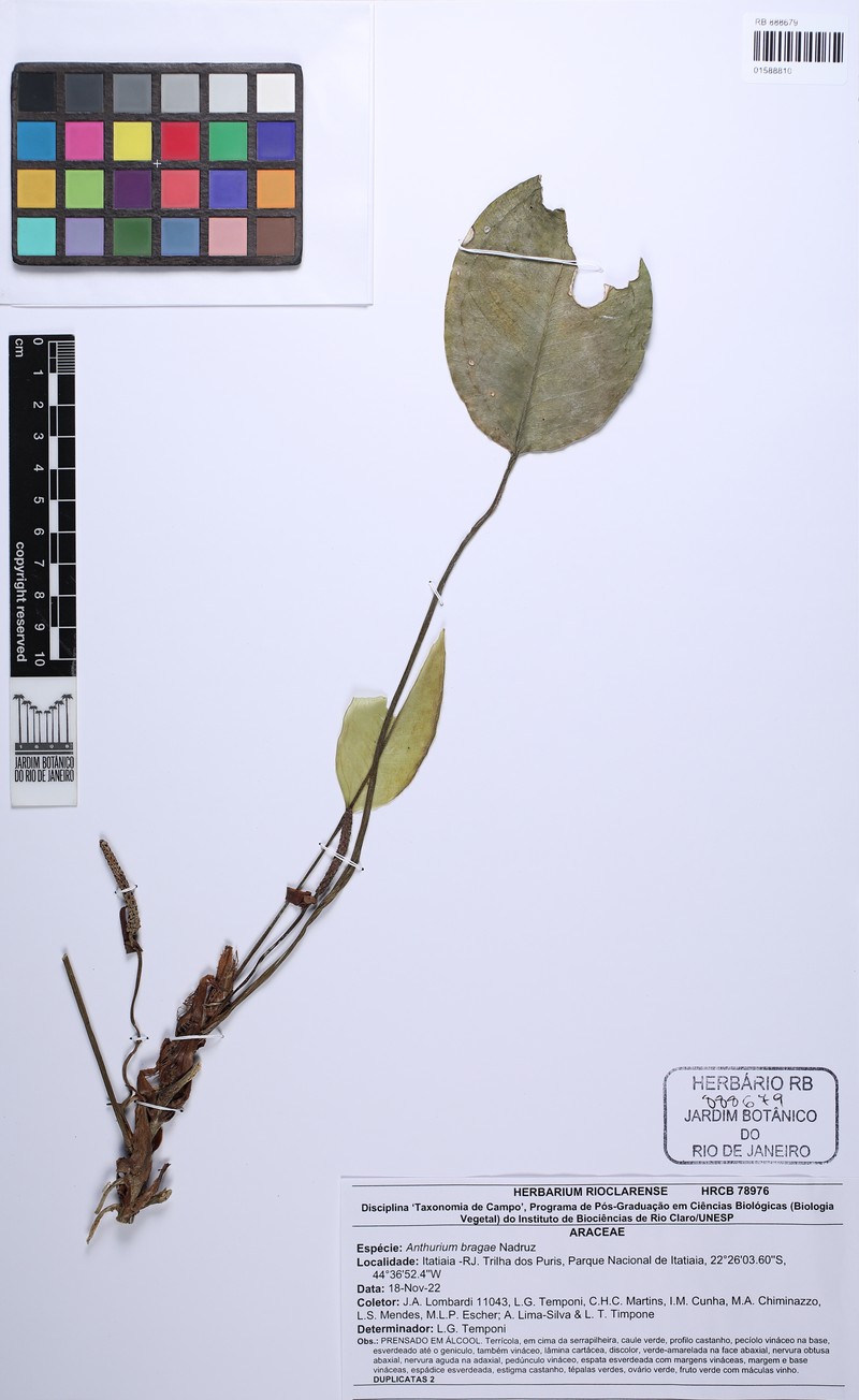 Anthurium bragae photo 3