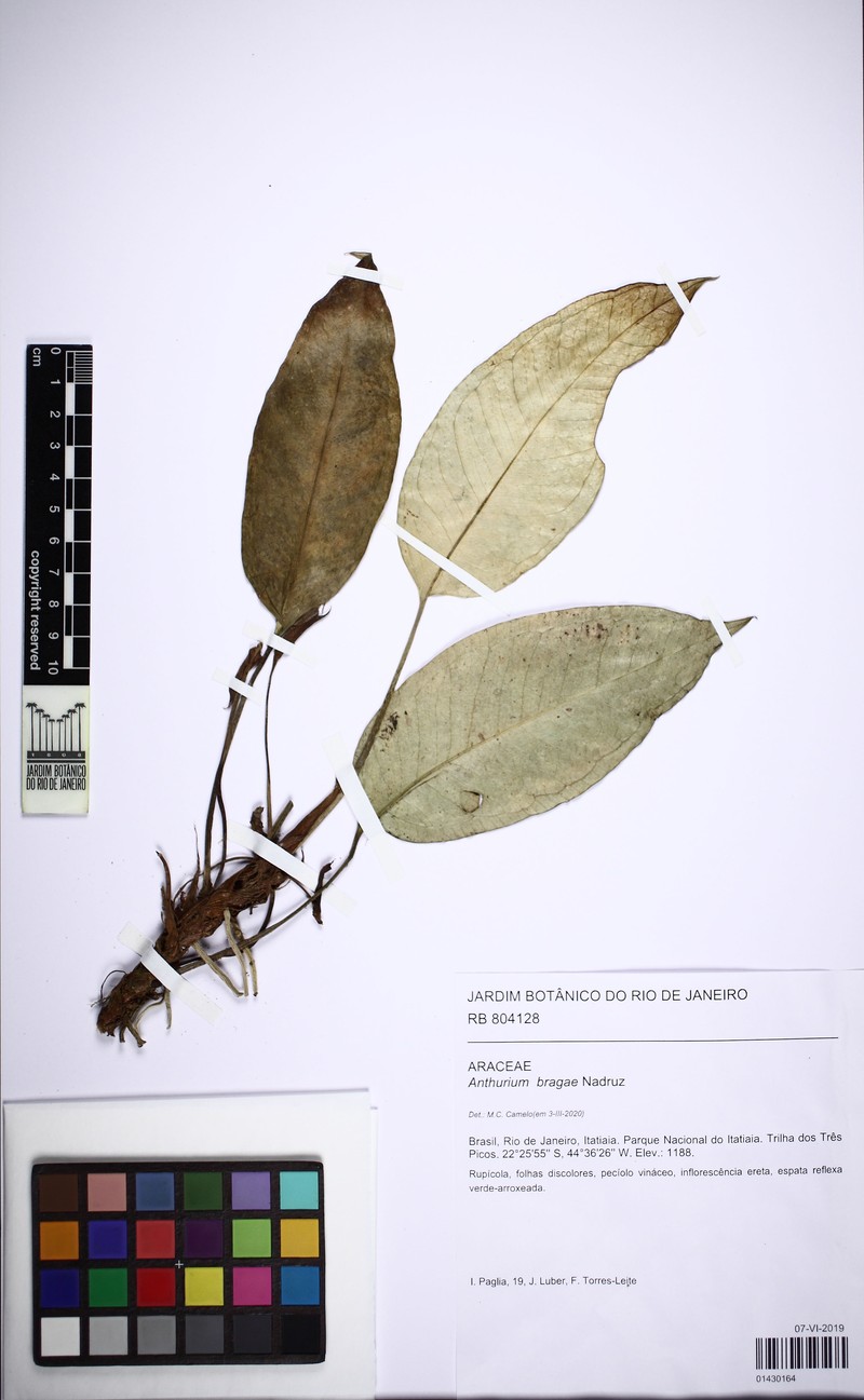 Anthurium bragae photo 4
