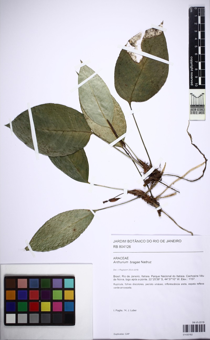 Anthurium bragae photo 5