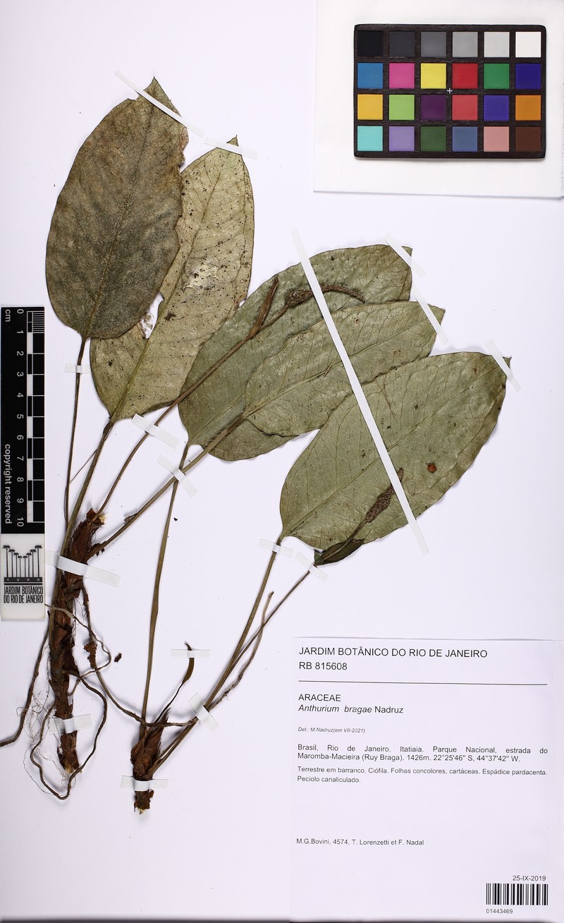 Anthurium bragae photo 6
