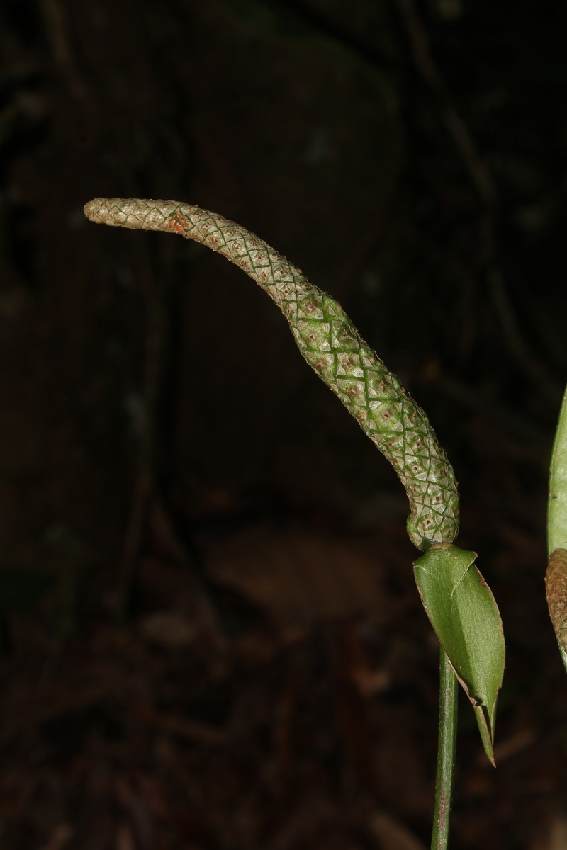 Anthurium bragae photo 8