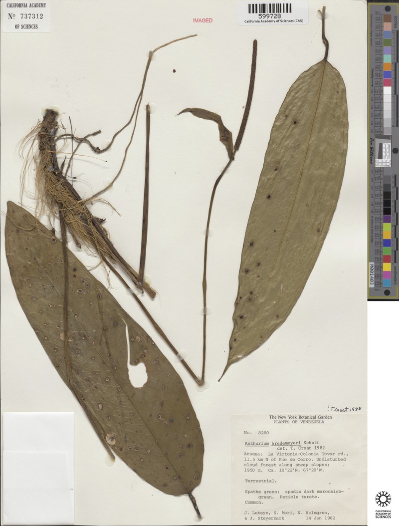 Anthurium bredemeyeri