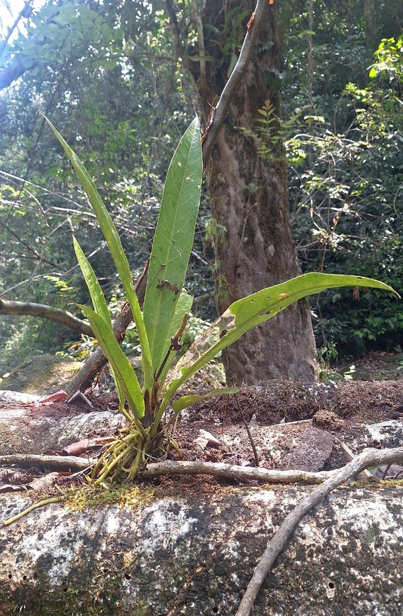 Anthurium breedlovei