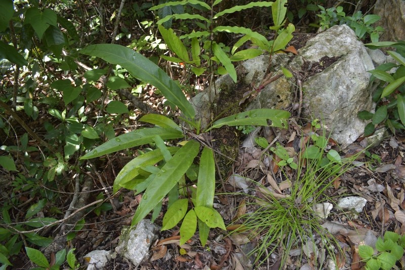 Anthurium breedlovei photo 2
