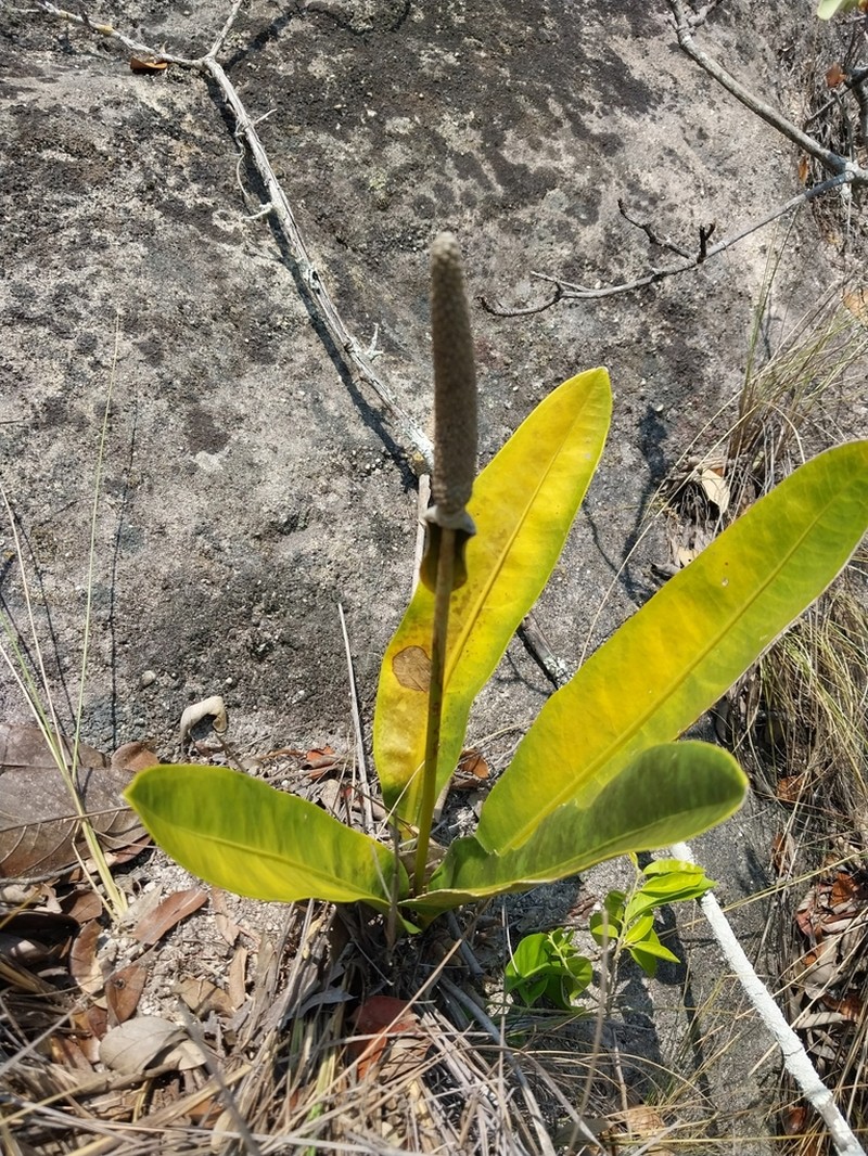 Anthurium breedlovei photo 3