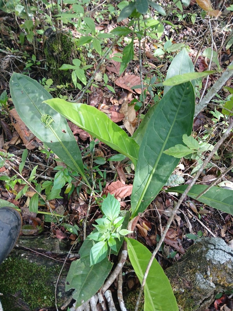 Anthurium breedlovei photo 4