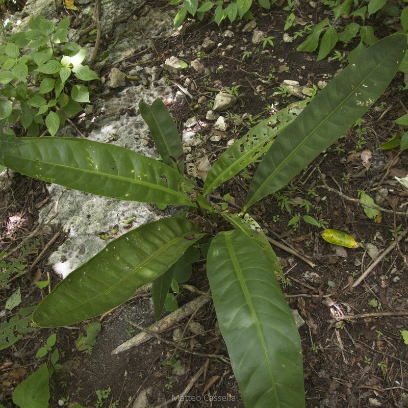 Anthurium breedlovei photo 5