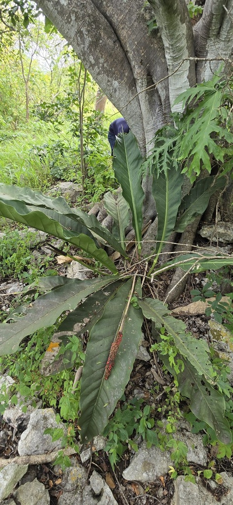 Anthurium breedlovei photo 6
