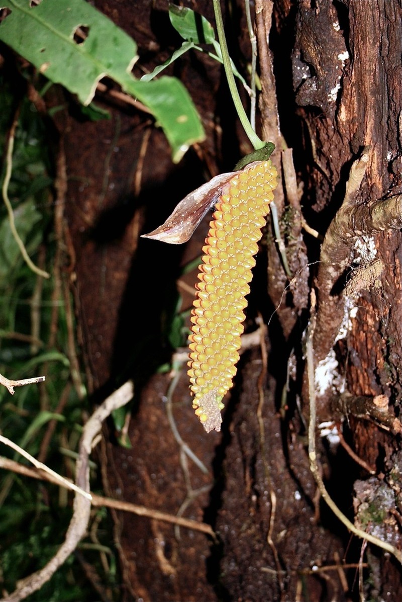 Anthurium brenesii