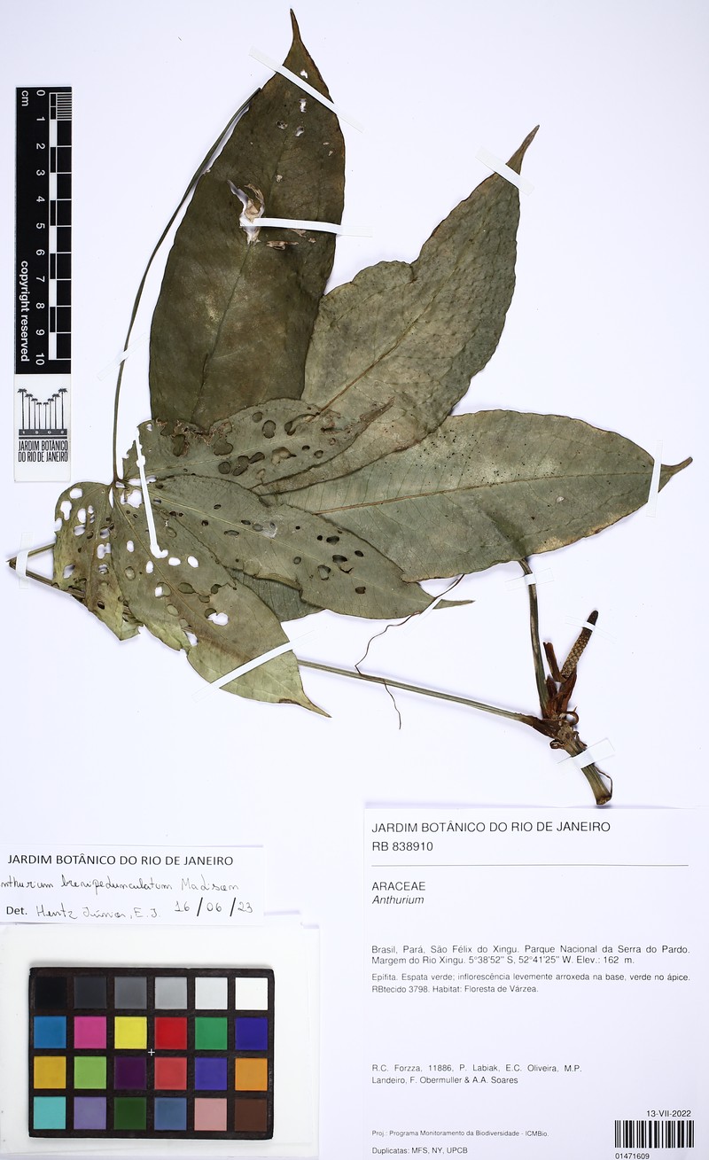 Anthurium brevipedunculatum photo 2