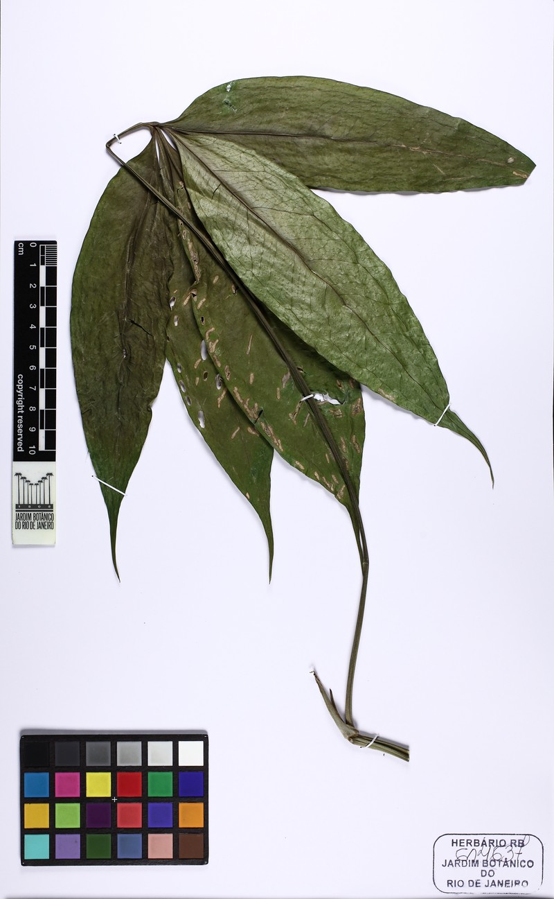 Anthurium brevipedunculatum photo 3