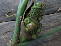 Anthurium brevipedunculatum
