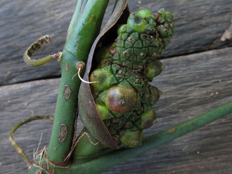 Anthurium brevipedunculatum