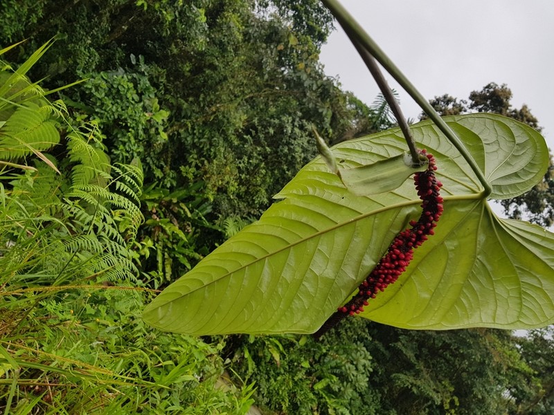 Anthurium breviscapum