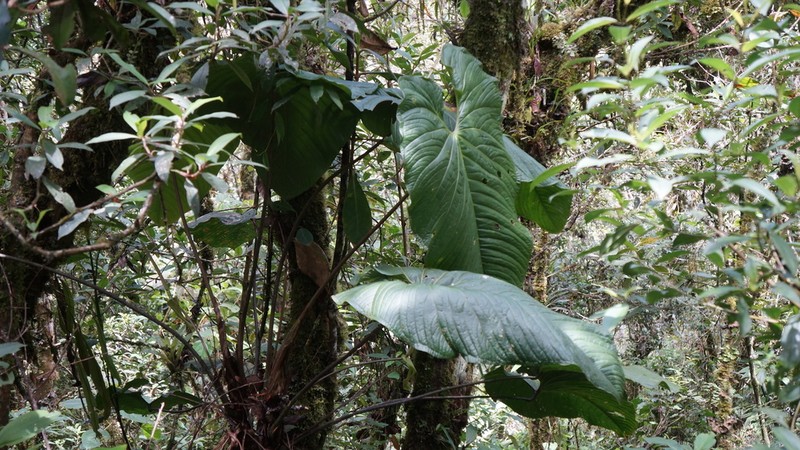 Anthurium breviscapum photo 4
