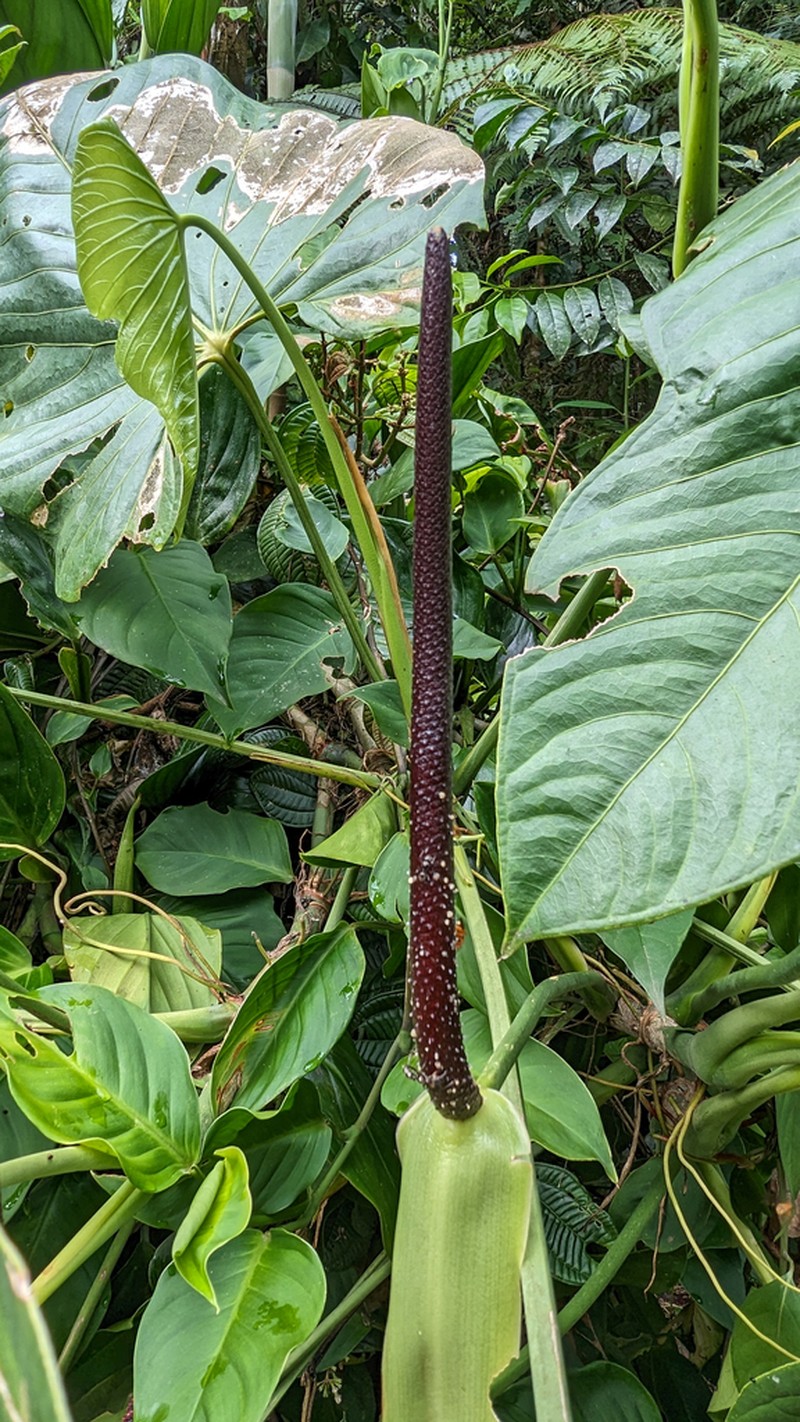 Anthurium breviscapum photo 5